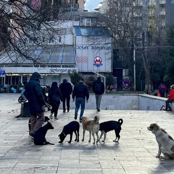 La ciudad donde los perros callejeros son tratados como reyes