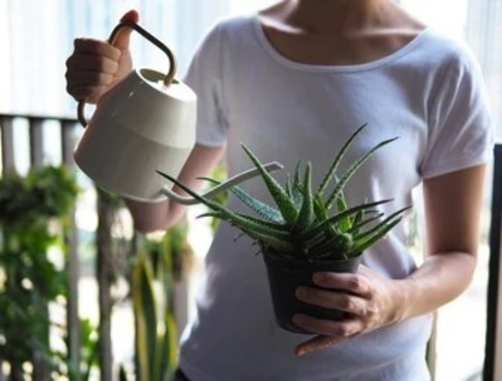 El aloe vera tiene propiedades medicinales. Foto: Shutterstock.