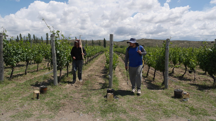 Grandes vinos de Argentina. Mendoza. Catena Zapata. Viñedo Adrianna, en Gualtallary, Valle de Uco. Viñedos de suelo pedregoso-calcáreo./ Foto: Cecilia Profetico.