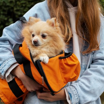 Cada vez más argentinos viajan con sus mascotas: requisitos y costos para embarcar perros y gatos
