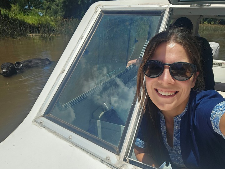 Cuando hace mucho calor puede verse al búfalo de agua nadando en el río