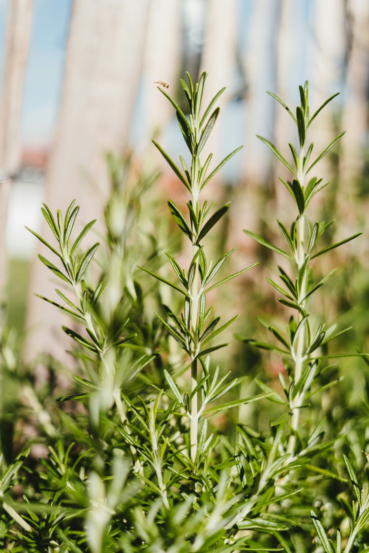 El extracto de romero actúa como una "vacuna vegetal", fortaleciendo la defensa de las plantas. Foto: Unsplash.