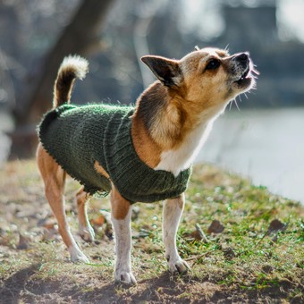 Esta Inteligencia Artificial decodifica los ladridos de los perros: ¿se puede saber lo que sienten?