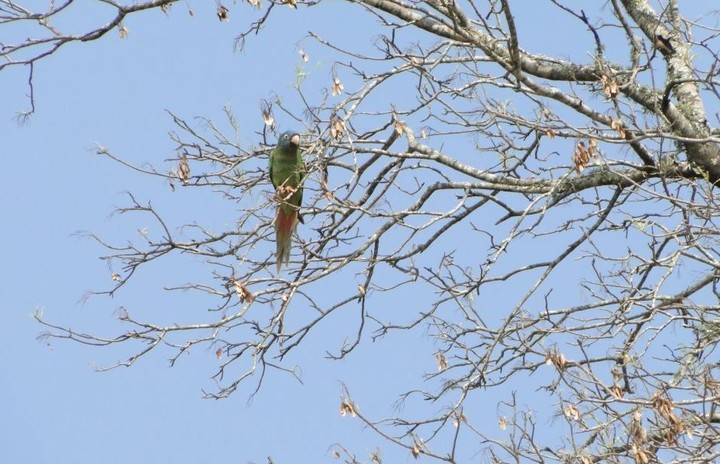 Las reservas representan un compromiso con la selva misionera.