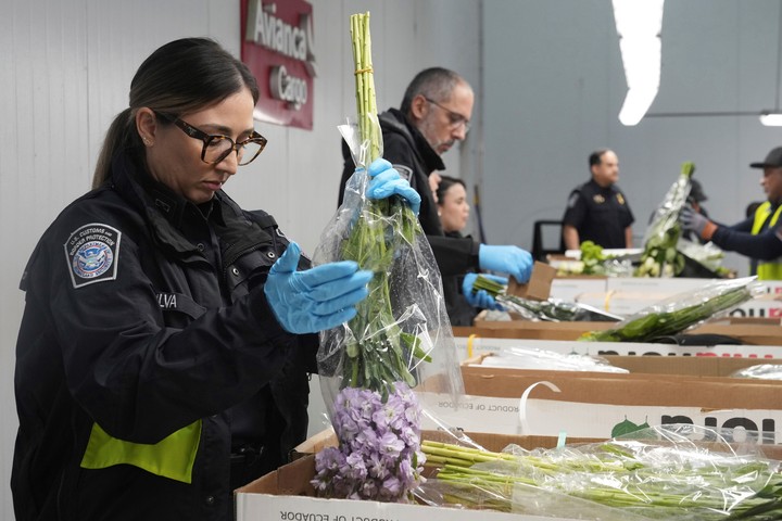 El mayor importador es Colombia que en las últimas tres semanas ha llevado 18.000 toneladas de flores en 300 vuelos de carga completos (AP).