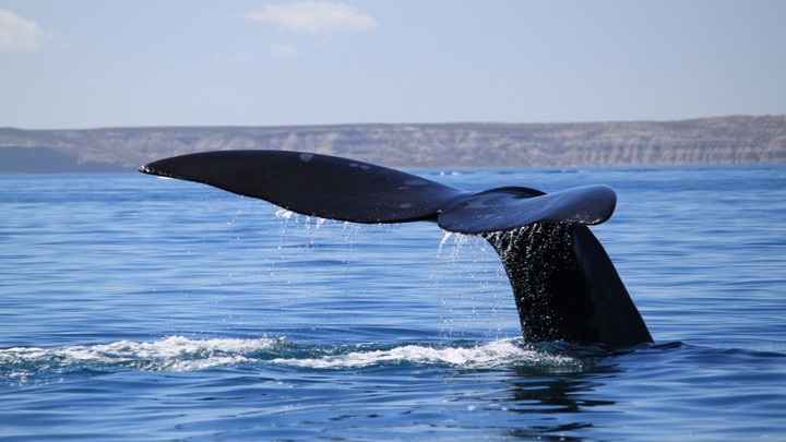 Según los expertos en vida marina, es técnicamente imposible que una ballena se trague a un ser humano