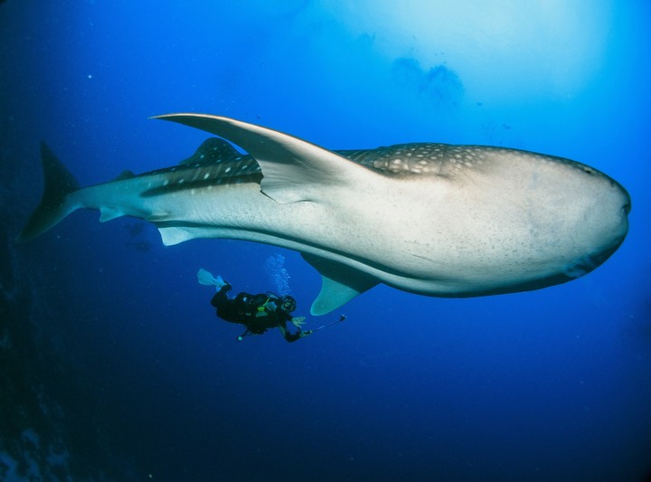 El fitoplancton, estimulado por las ballenas, genera más del 50% del oxígeno que respiramos.
Foto: Unsplash
