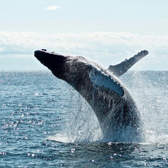 Descubrieron una importante cualidad de las ballenas que podría haber sido clave para el océano: qué explican los expertos