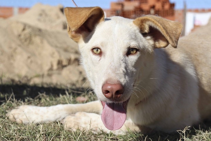 Se puede ayudar al refugio donando, adoptando o siendo voluntario. 