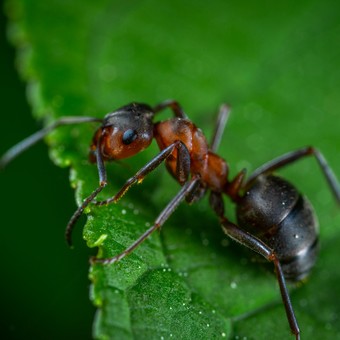 Conocé la forma infalible de que las hormigas no se suban a las plantas