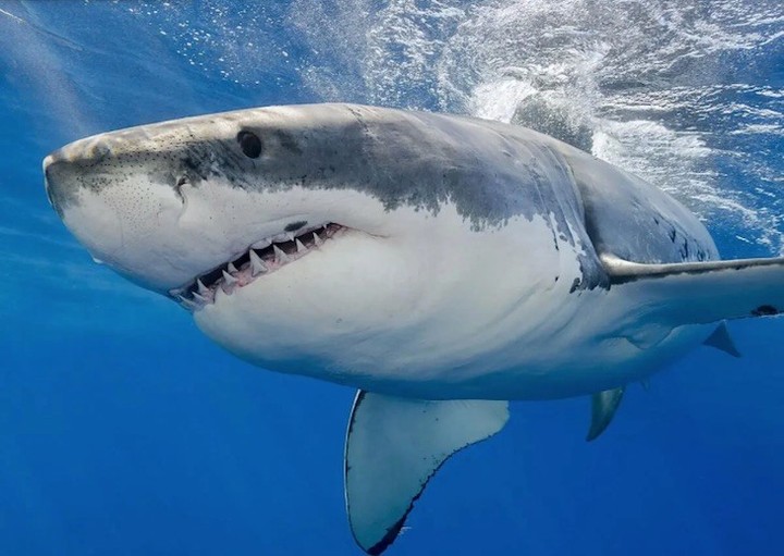 El gran tiburón blanco miden un promedio de 3,5 metros, pero hay algunos aún más grandes