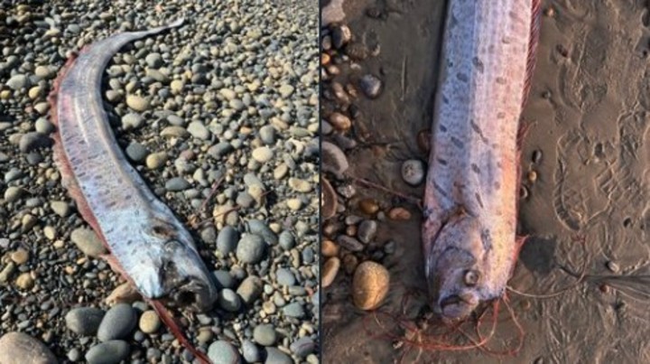 Otro largo pez remo con forma de cinta, rara vez visto que apareció tiempo atrás en las costas de California