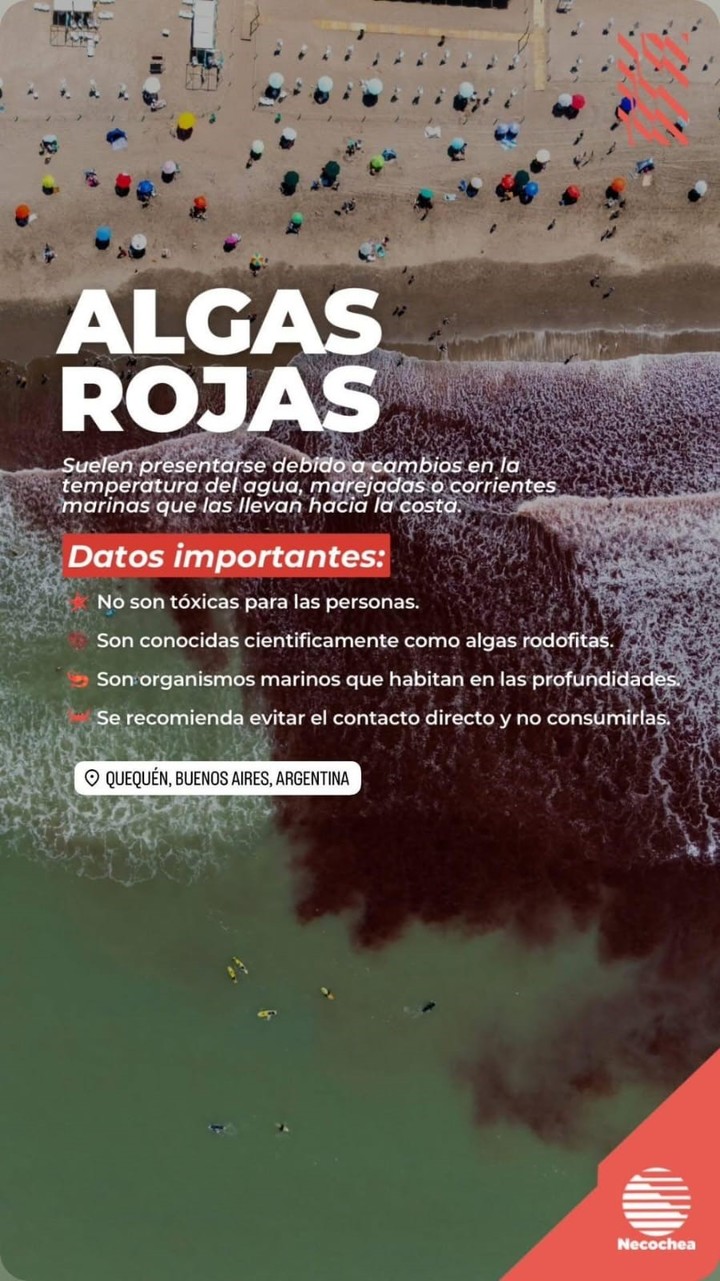 Algas rojas en Necochea. Foto captura