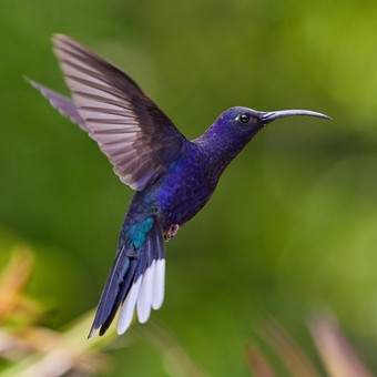 Descubrí cómo y dónde duermen los colibríes: cuáles son los hábitos nocturnos de este curioso animal