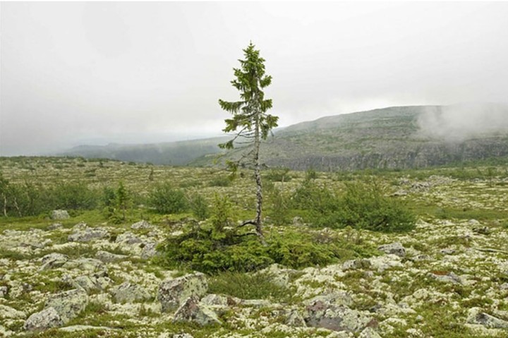 No es un árbol cualquiera. Es el árbol más viejo del mundo y tiene una edad que asombra: 9.564 años.