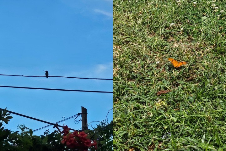 La mariposa y el colibrí, las "señales" de Josefina Tambascio.