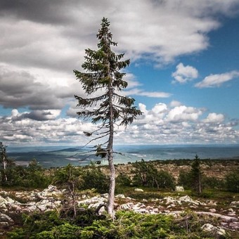 La fabulosa vida de Old Tjikko, el árbol más viejo del mundo con sus 9.564 años