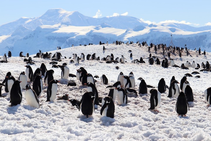 En la Antártida se puede hacer avistamiento de pingüinos.