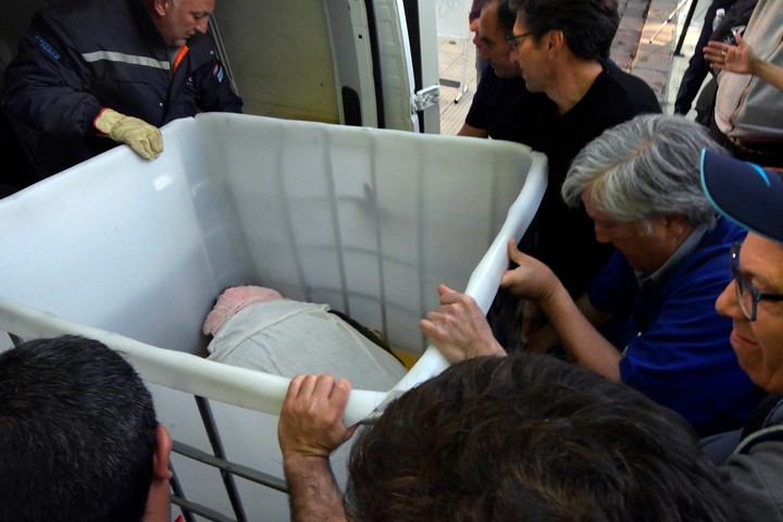 Tras el traslado del tortugo a Mar del Plata comenzó un periodo de preparación para poder reinsertarlo en un hábitat natural. Foto: Orlando Pelichotti