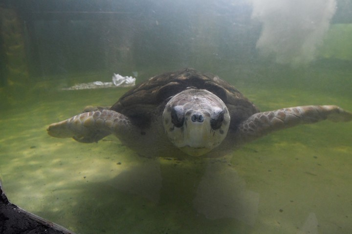 El tortugo Jorge estuvo 38 años en el acuario Municipal de Ciudad en un estanque de 20 mil litros de agua. Foto: José Gutierrez / Los Andes