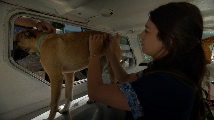 Leila se dedica principalmente la atención de animales de compañía como perros y gatos