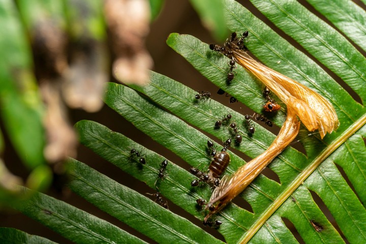 Evitar que las hormigas suban a las plantas fomenta su crecimiento saludable y vigoroso. Foto: Pexels.