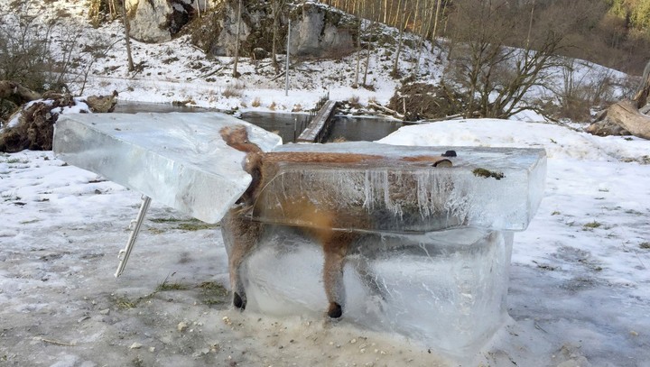 Danubio: un río mitológico y sorprendente. El bloque de hielo contiene un zorro que se ahogó al caer al río Danubio en Fridingen, sur de Alemania, durante una ola polar en 2017./ (AP) 