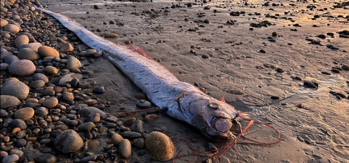 Los peces remo se caracterizan por su cuerpo largado que puede llegar a medir hasta 11 metros de longitud. Foto: captura