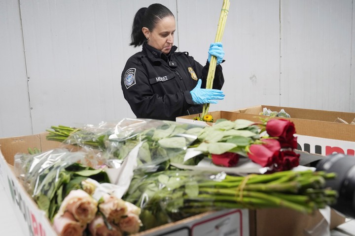 Rosas, claveles, pompones, hortensias, crisantemos y gipsofila llegan en cientos de vuelos (AP).