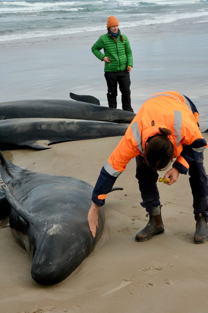 Un total de 157 ballenas murieron o serán sacrificadas tras quedar varadas en una remota playa de Tasmania.
Foto: EFE.