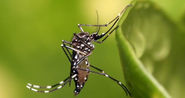 El Aedes aegypti por ahora no circuló en grandes cantidades en el país..