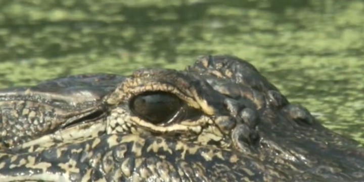 Las tortugas son unas de las presas favoritas de los caimanes. Foto: Archivo