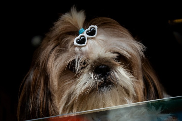 Perros y gatos, en el auto, deben ir bien asegurados. Foto: Reuters.