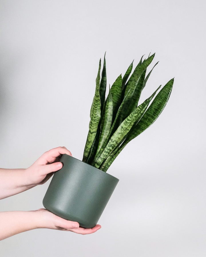 La sansevieria es la planta ideal para quienes buscan algo resistente y de bajo mantenimiento. Foto: Unsplash.