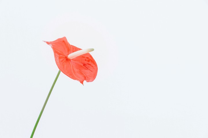 El anturio puede transformar cualquier espacio con sus flores rojas vibrantes. Foto: Unsplash.