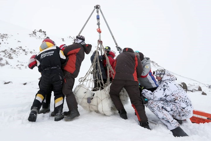 Científicos rusos pesan un oso polar anestesiado en el Ártico, en la región de Arhhangelsk, en marzo de 2021./  
Fotografía: Grigorov Gavriil.
