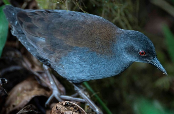 Creen que la especie sobrevivió sin ser detectada durante casi dos siglos (Fundación Charles Darwin).