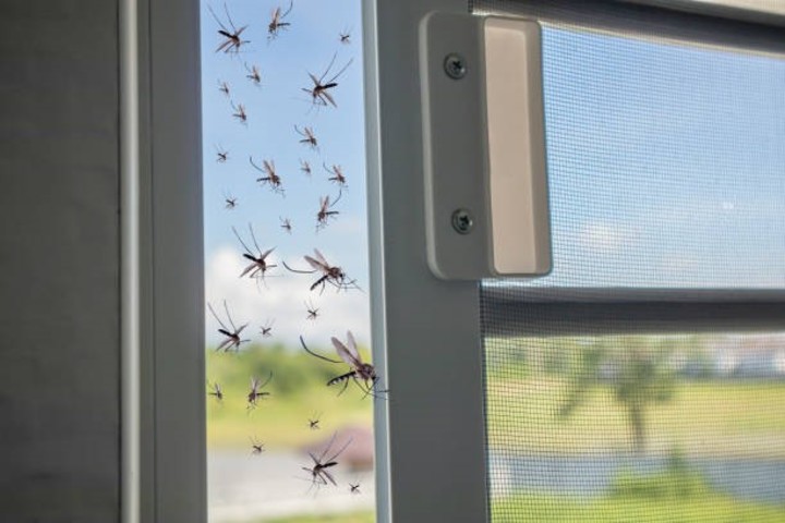 El uso de mosquiteros en puertas y ventanas es clave para evitar las picaduras. Foto: iStock.