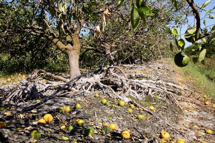 Huracanes e insectos atentaron contra las naranjas, y Tropicana, en Florida, Estados Unidos. Foto: Bloomberg/Getty Images