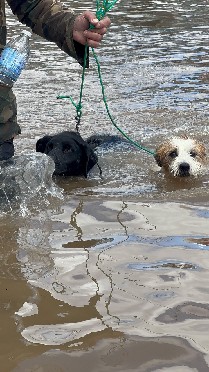 Dos perros en medio de las inundaciones de Bahía Blanca.