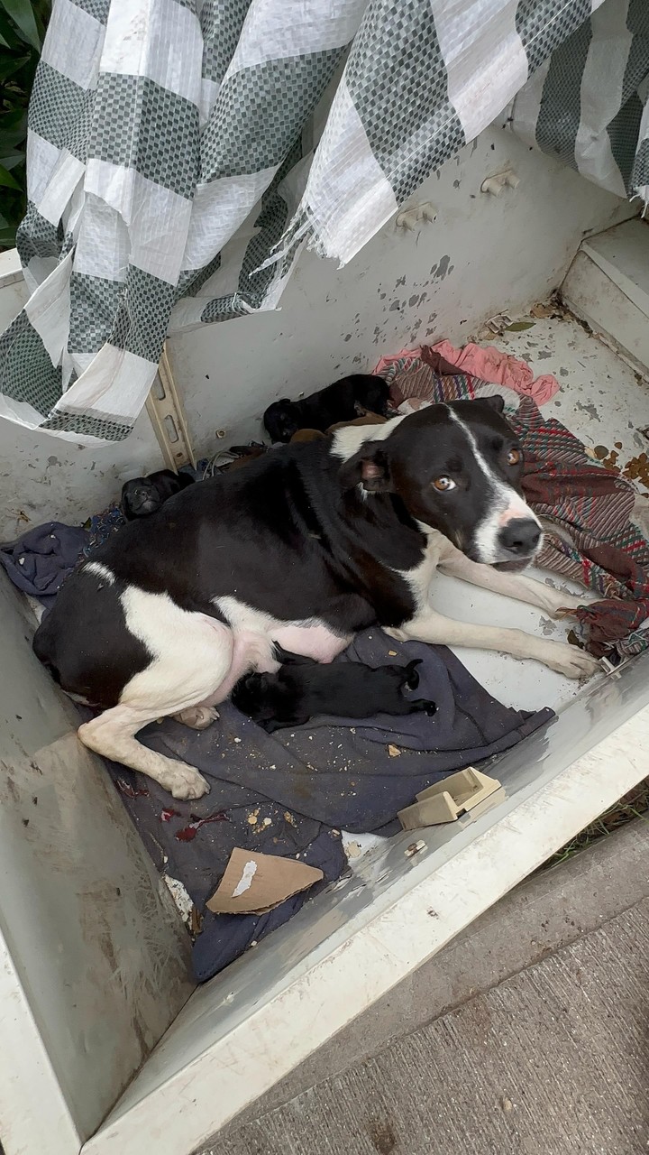 La perrita que fue encontrada dentro de una heladera flotando con sus siete cachorros.