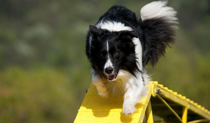 Los border collie son perros con mucha energía.