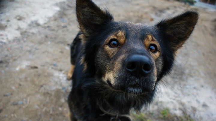 El mestizo, el perro por el que más adaptan.