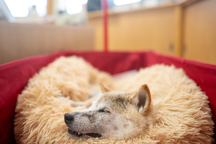 Una de las razas más independientes es el shiba inu.