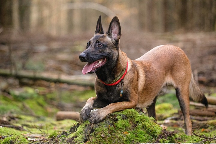 El Pastor Belga Malinois es considerado el perro más inteligente del mundo. Foto: Shutterstock.