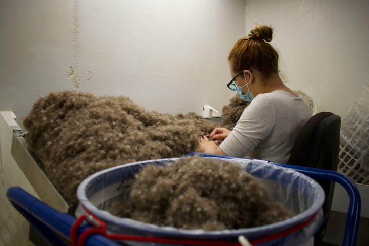 Las plumas son finalmente lavadas con agua y desinfectadas, también a mano, antes de ser secadas (AFP).