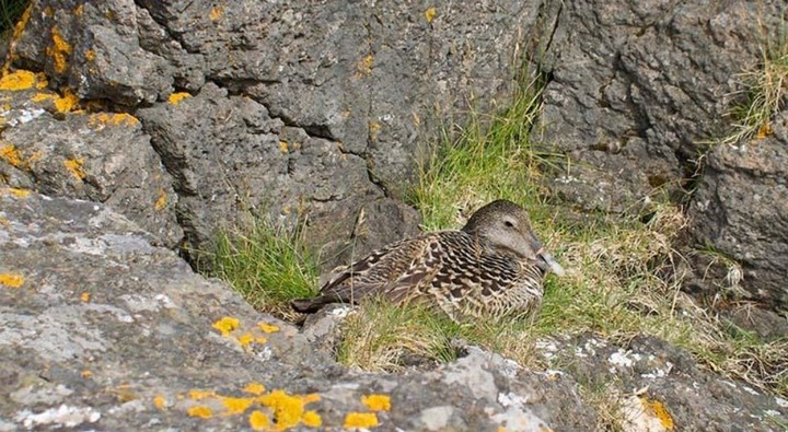 Ave marina de los océanos, el eider produce plumas únicas (Captgura video AFP).