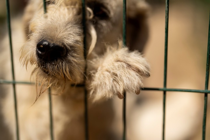 Zinna, una de las mascotas de Hackman, murió mientras se recuperaba de una cirugía. Foto: AP