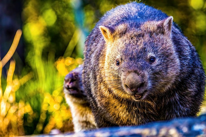 Wómbat, un marsupial endémico de Australia. Foto ilustrativa: Pexels.