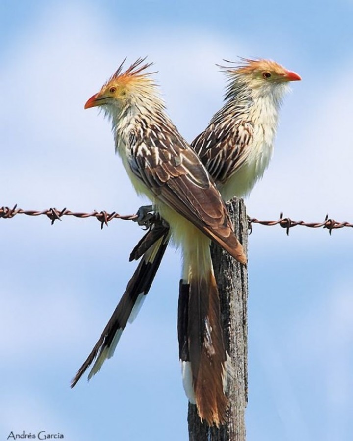 Su nombre científico es Guira guira. Foto: sib.gob.ar.